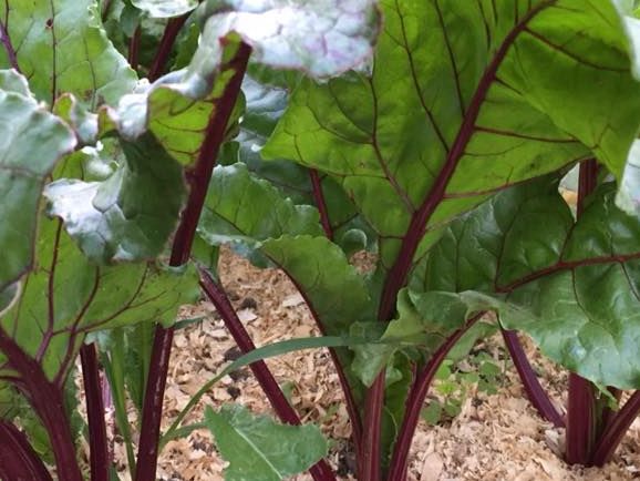 Beet Greens of mid Summer